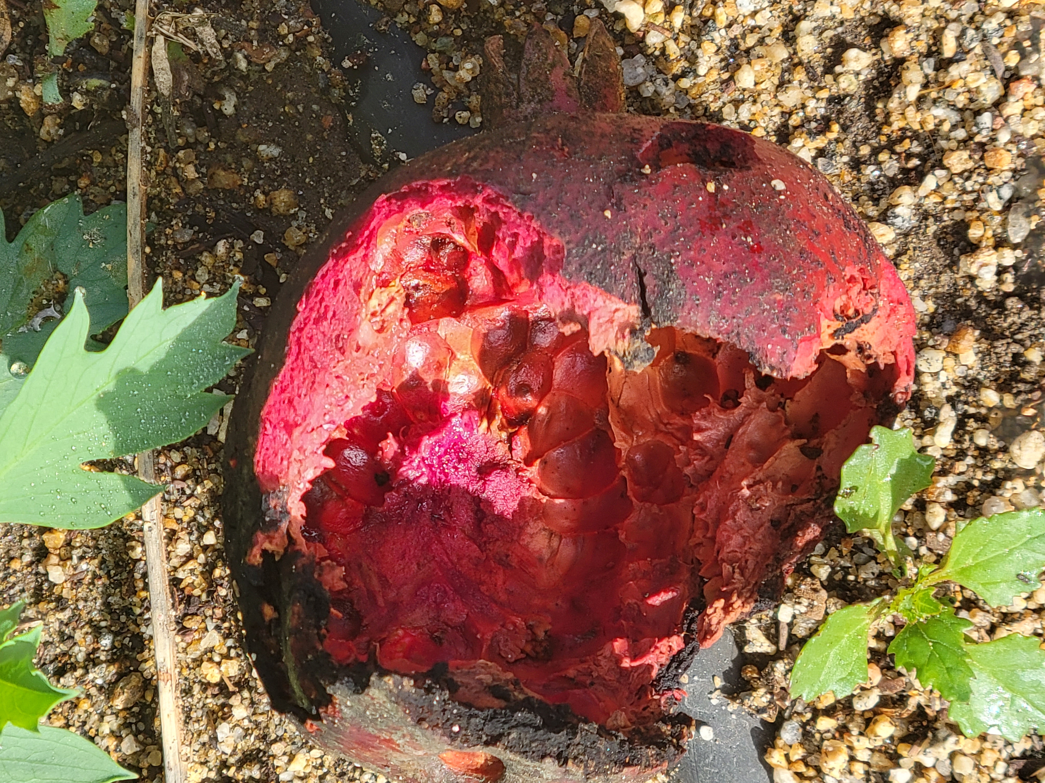 Split pomegranate on the ground