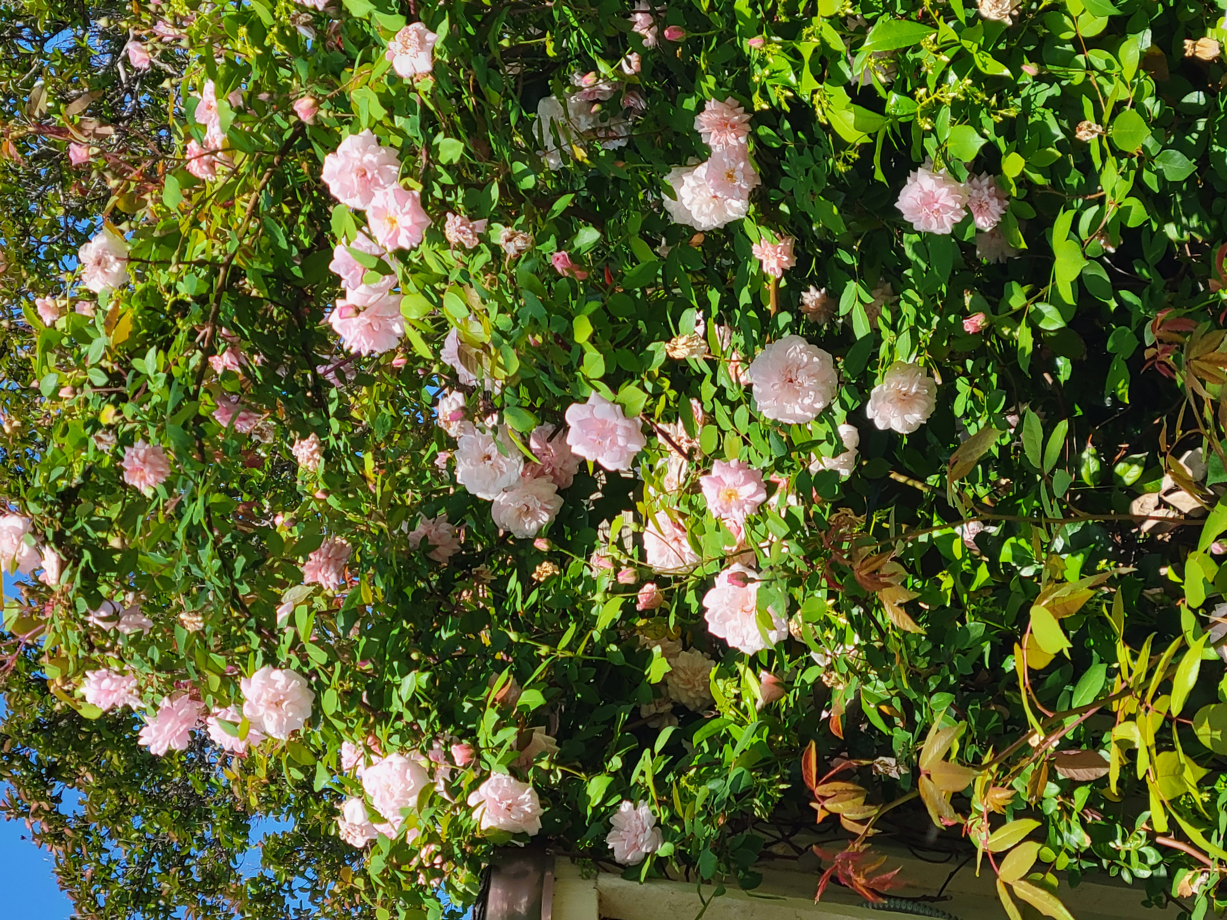Cecile Bruner pink roses