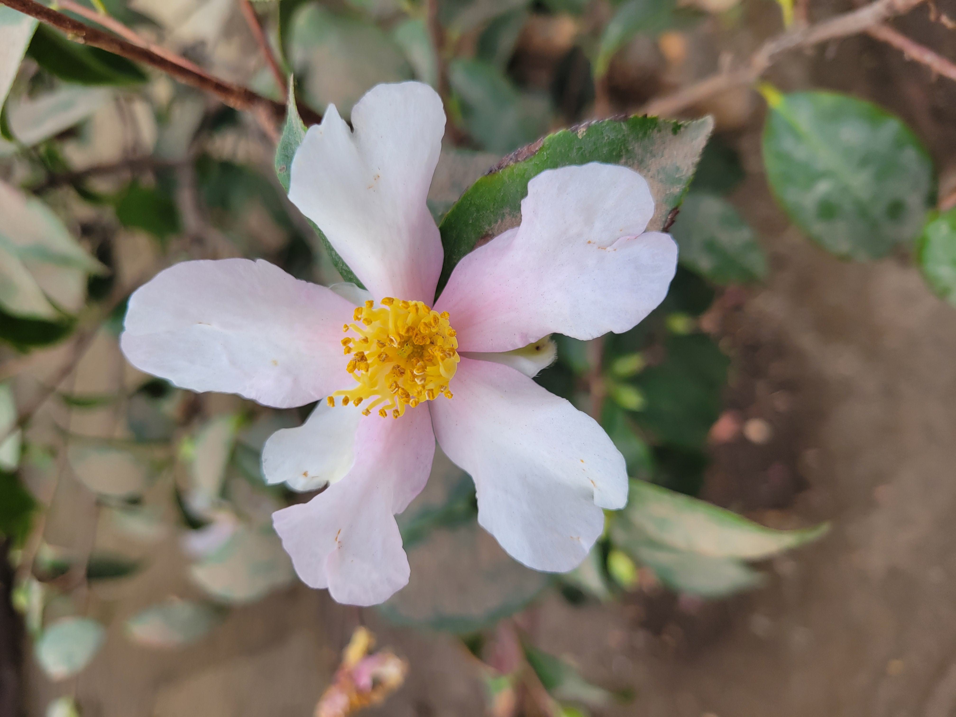 pink camellia