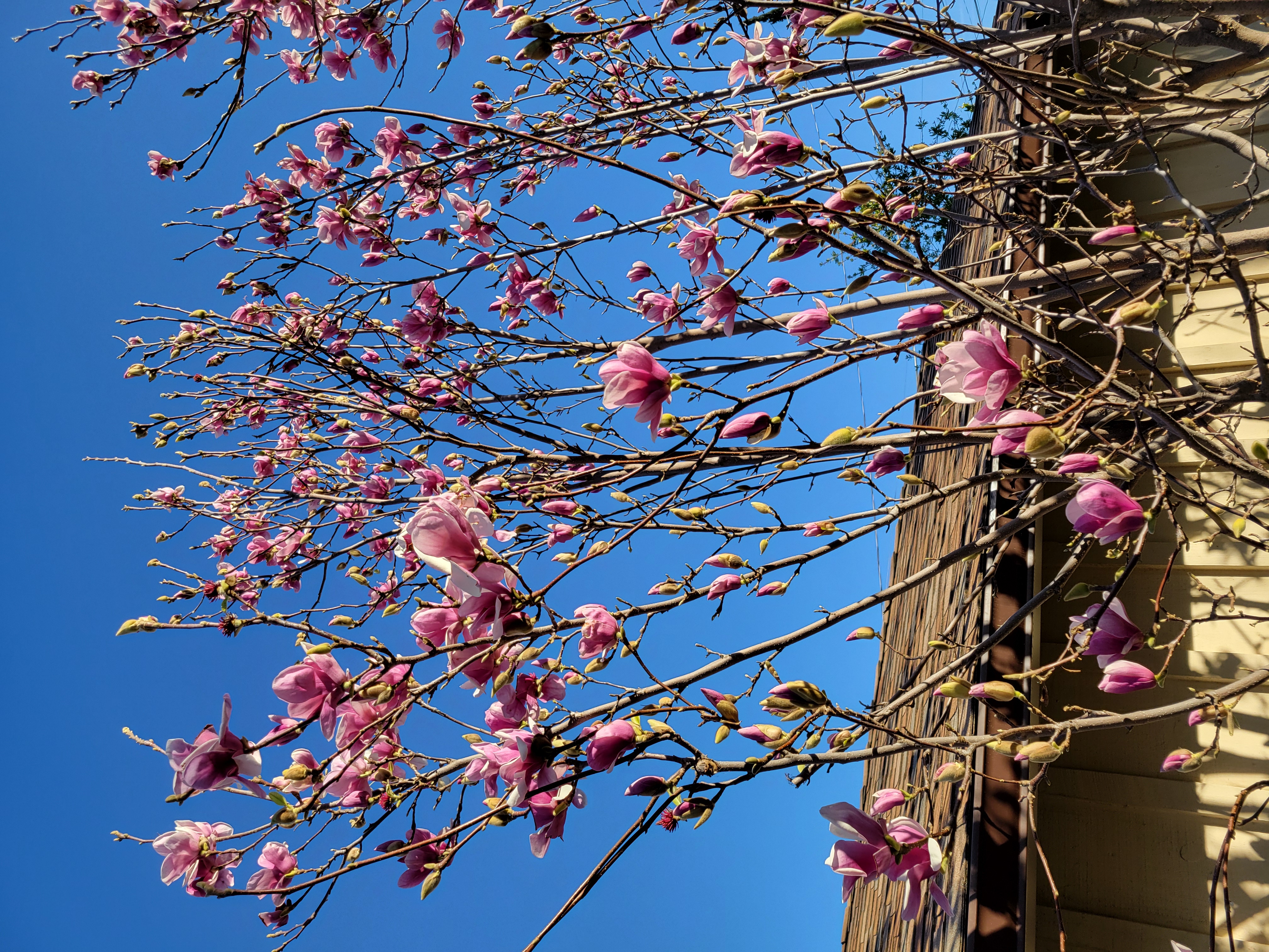 pink magnolia blossoms against blue sky