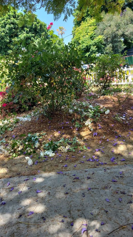 trimmed rose bushes