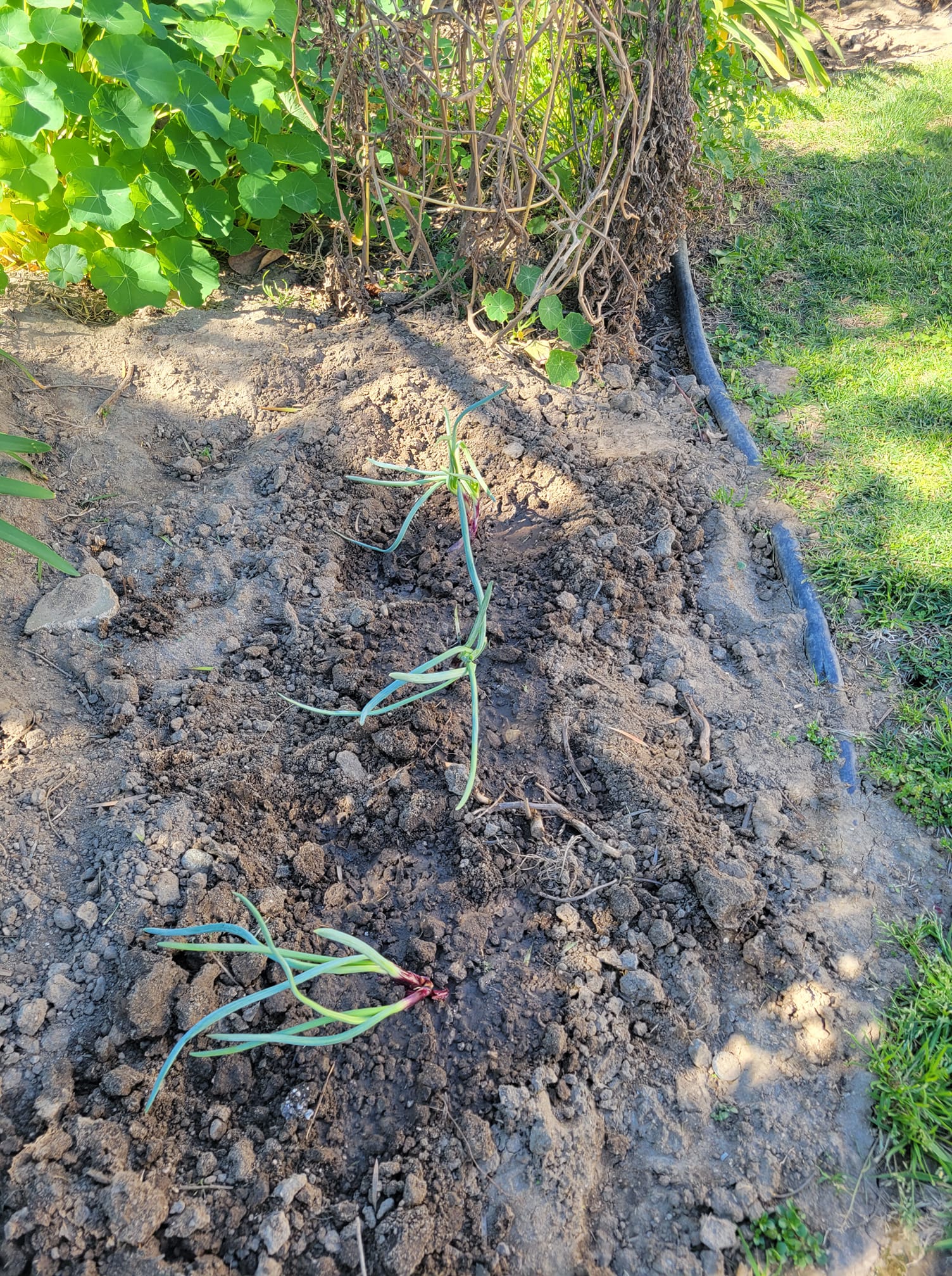 onion sprouts